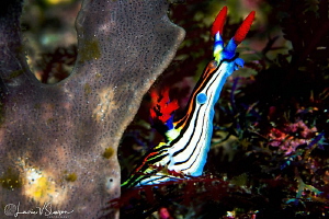 Nembrotha sp. undescribed/Photographed with a Canon 100 m... by Laurie Slawson 